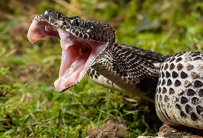 Close up of a Timber Rattlesnake.