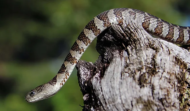 Northern water snake.