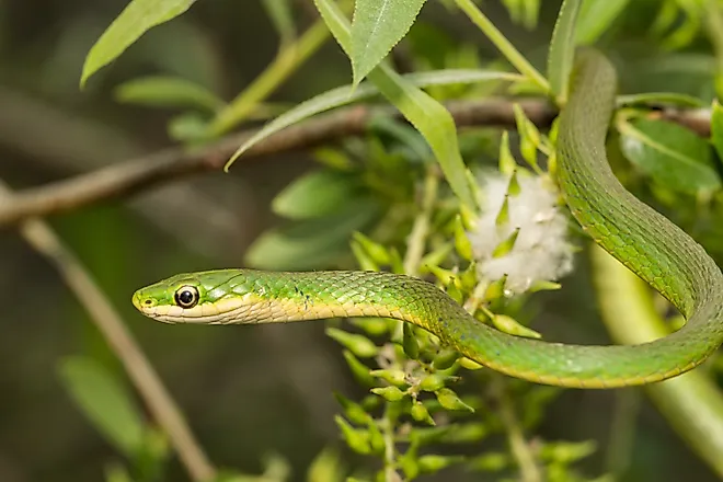 The rough green snake (Opheodrys aestivus) hanging from a plant. 