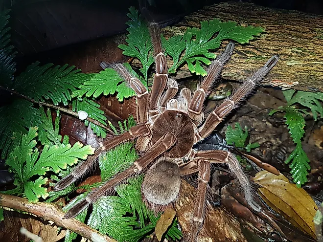 Goliath birdeater (Theraphosa blondi) to the tarantula family Theraphosidae. Near Presidente Figueiredo, Amazon, Brazil