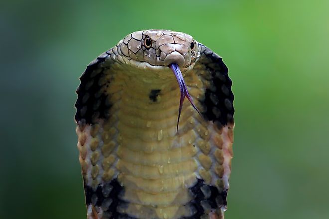 Closeup head of king cobra snake