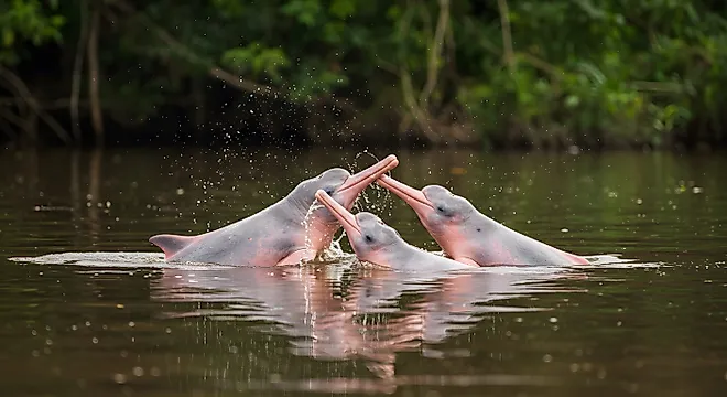 Three Amazon River Dolphins (Inia Geoffrensis) in the Amazon River in Brazil
