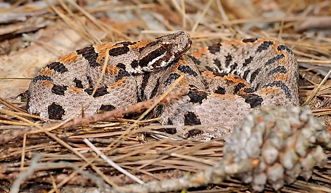 Western Pygmy Rattlesnake in natural environment.