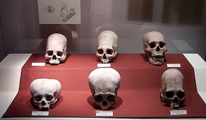 A set of Paracas culture skulls that show a range of different types of cranial modification. By Robrrb at English Wikipedia, CC BY-SA 3.0 (https://creativecommons.org/licenses/by-sa/3.0), Wikimedia Commons.