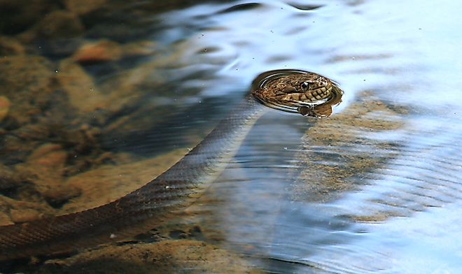 A Northern watersnake swimming in a shallow water body.