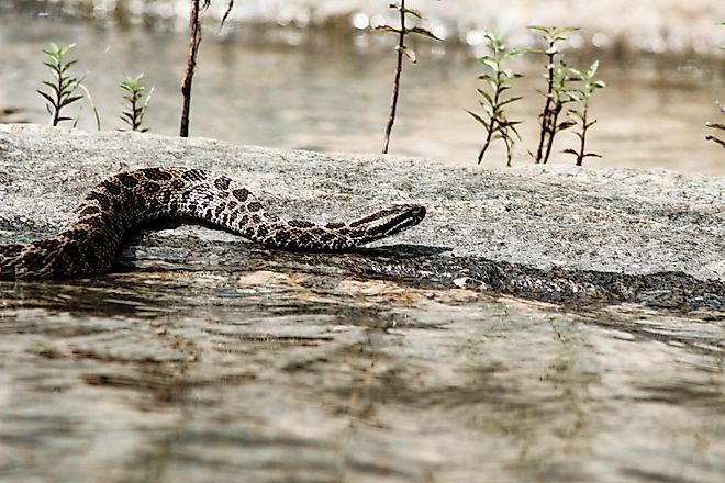 Eastern Massasauga rattle snake