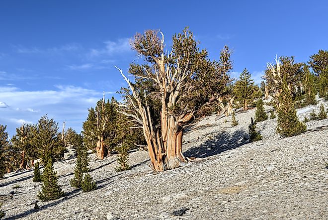  A protected area high in the White Mountains in Inyo County in eastern California.