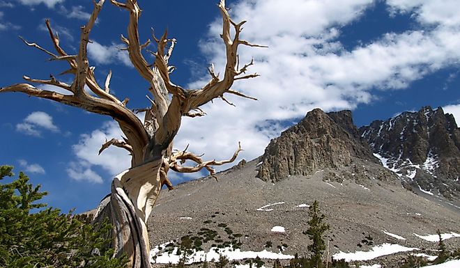 Bristlecone Pine tree and mountains in Great Basin National Park, Nevada. Image credit Dave Rock via Shutterstock