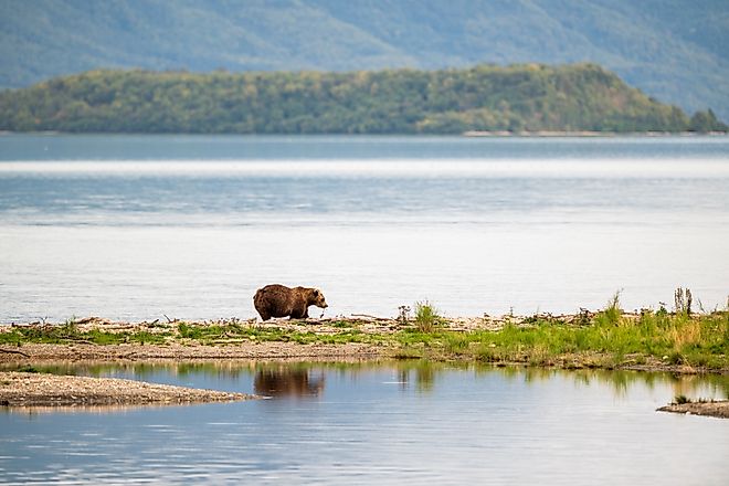 An Alaskan brown bear feeding on salmon along the shore of Naknek Lake in September in Katmai National Park, Alaska