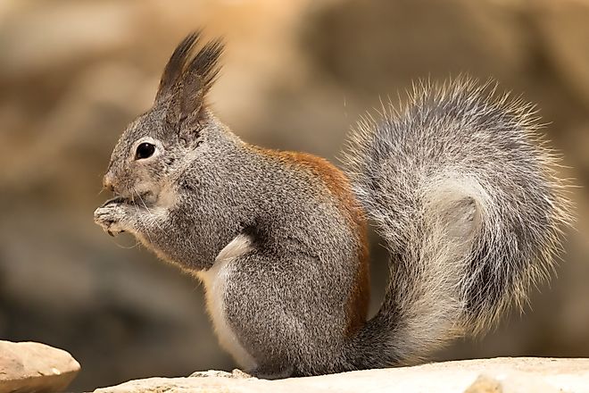 Abert's squirrel