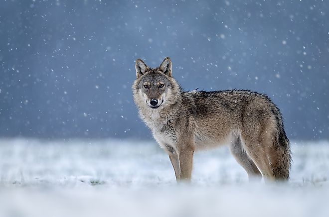 Close up shot of a gray wolf in snow.