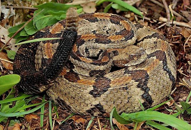 Timber rattlesnake. By Peter Paplanus - CC BY 2.0, Wikimedia Commons.
