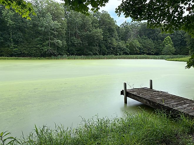 An algae-filled pond.