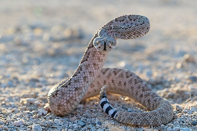 Western Diamondback Rattlesnake (crotalus atrox). 