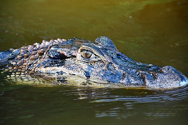 Black caiman (Melanosuchus niger)