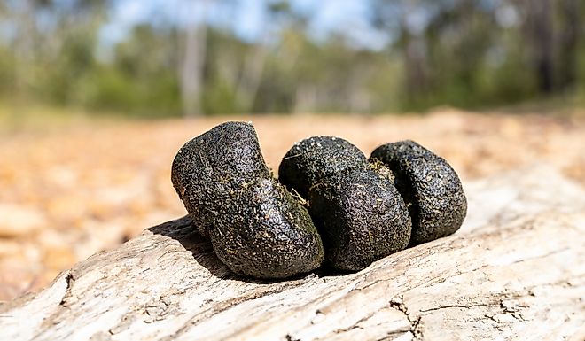 Australian Wombat cubed droppings placed on high area as a scent or territory marking