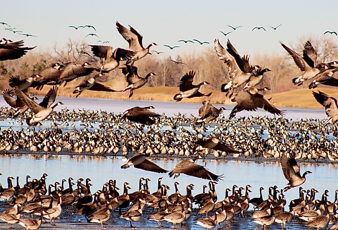 Geese take flight from frozen Colorado lake in Windsor, Colorado.