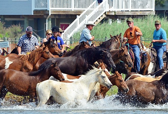 Chincoteague ponies beginning their swim back to their home on Assateague Island, Chincoteague Island, Virginia. Image credit The Old Major via Shutterstock