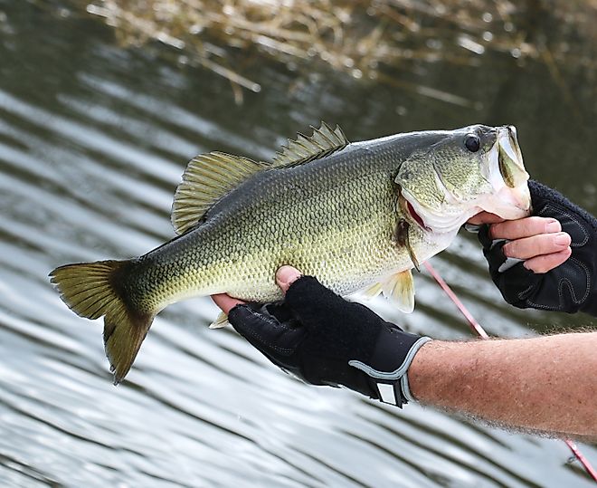 a fisherman holding up a large mouth bass