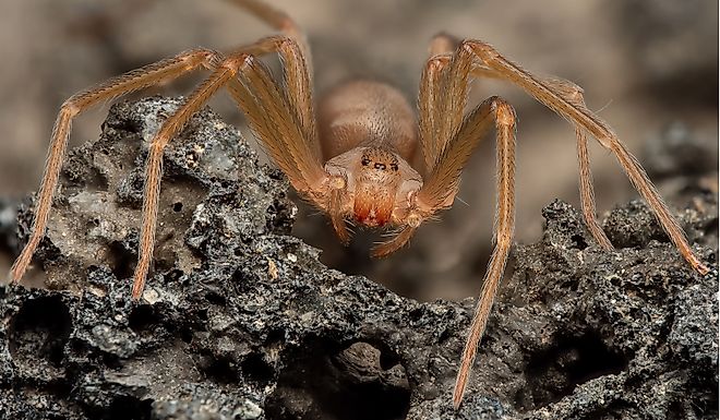 Brown recluse spider, in its wild habitat.