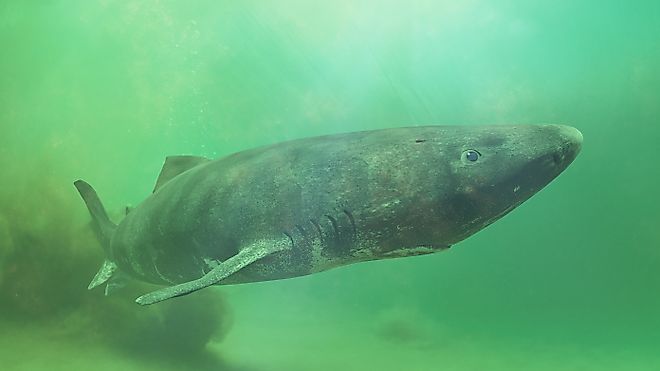 A Greenland shark near the ocean floor.