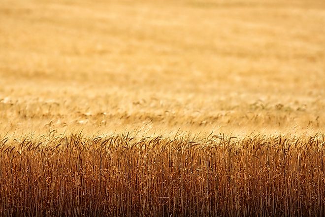 An early morning view of ripe wheat, ready for harvest, in the fertile farm fields of Idaho.