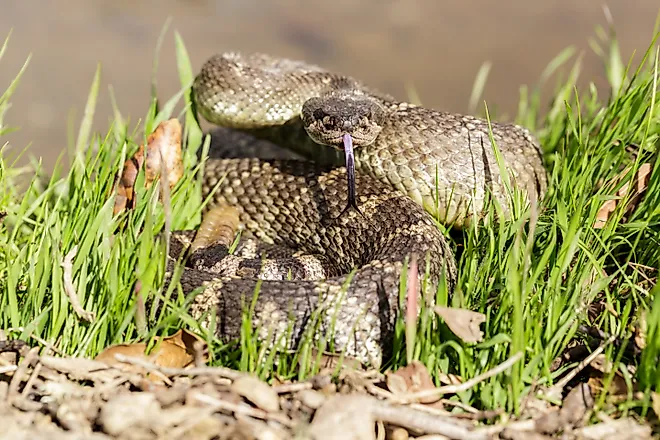 Angry Northern Pacific rattlesnake in defensive position.