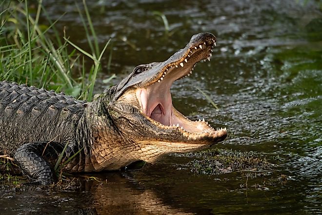 Wild American Alligator.