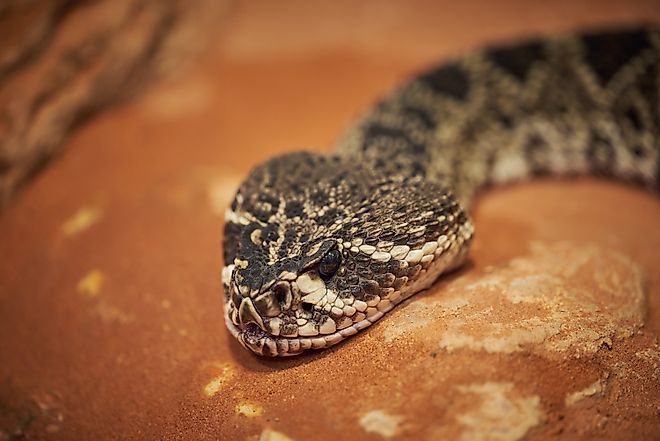 Eastern diamondback rattlesnake (Crotalus adamanteus)