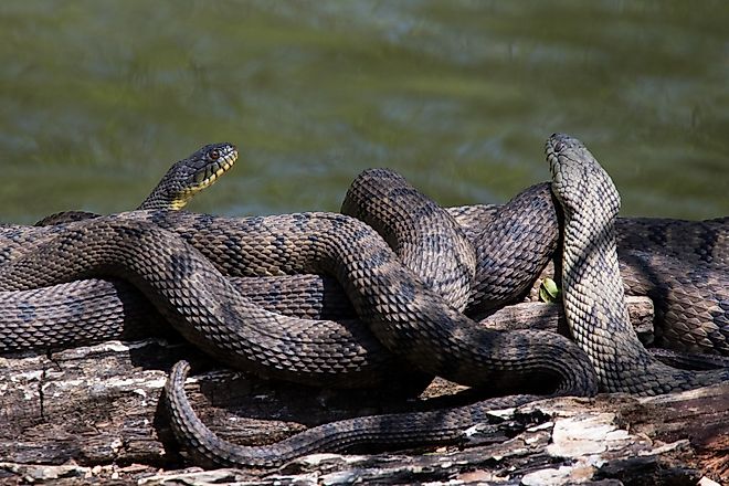 Diamondback water snakes coiled up along the coast.