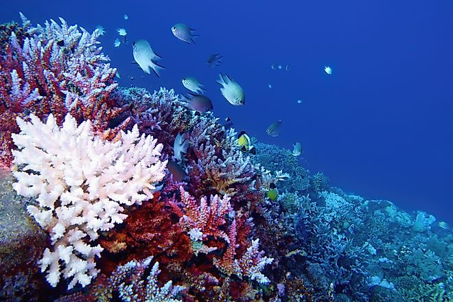 Coral bleaching of Acropora hard corals