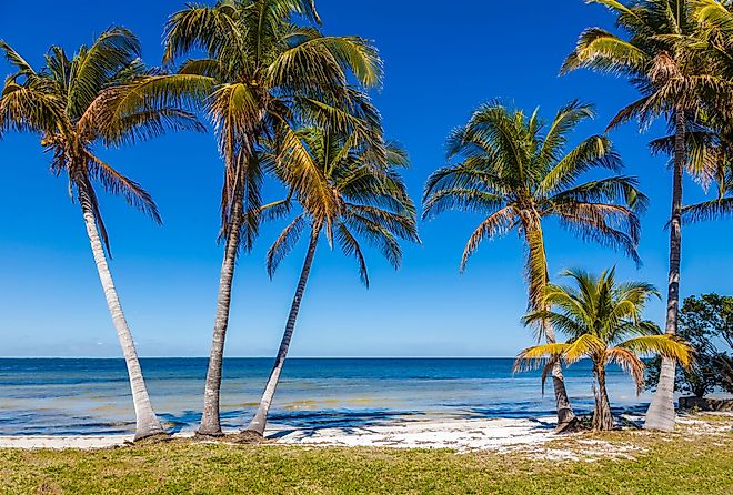 Palm trees on Gulf of Mexico in Bokeelia on Pine Island, Florida