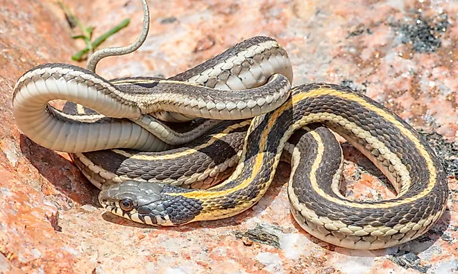 a Western Black-necked Garter Snake