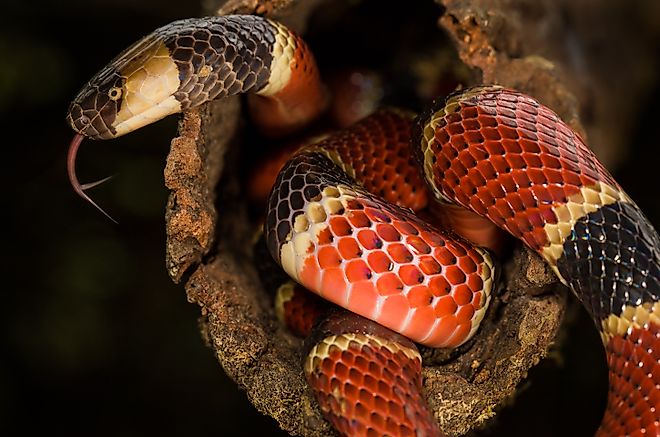 A Costa Rican coral snake (Credit: Luis César Tejo via Shutterstock)