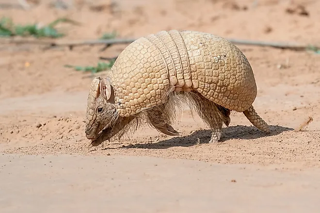 A Southern three-banded armadillo (Tolypeutes matacus)