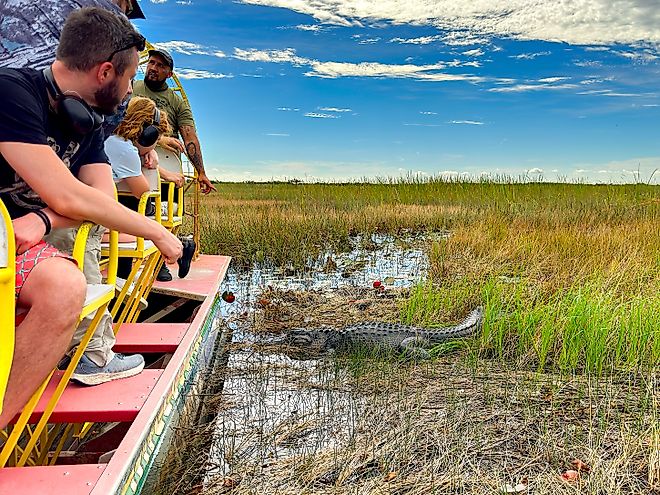 Tourists on an airboat ride looking at an alligator among reeds in the Everglades National Park, Florida. Image credit: Ceri Breeze / Shutterstock.com.