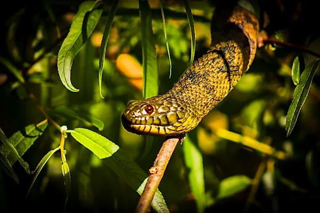 One of the seven deadly snakes of Bayou in Louisiana.
