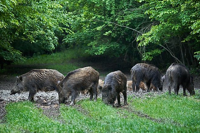 A herd of wild hogs (feral pigs) of all ages, rooting in the forest, after sunset