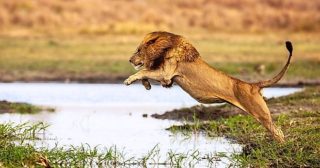 A lion jumping in the air 