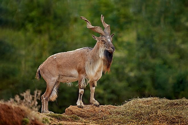 A markhor (Capra falconeri)