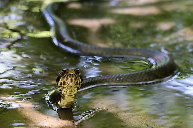 A cottonmouth snake swimming in shallow water.