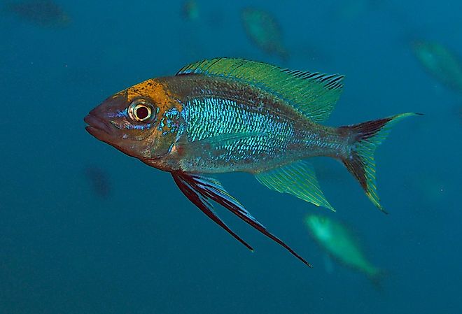 Lake Tanganyika cichlid, feather fin cichlid, Cyathopharynx furcifer at Sibwesa