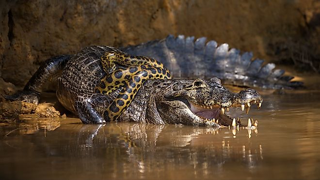 An anaconda snake wrapped around an alligator