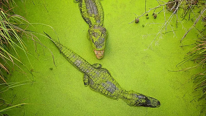 Two adult Mississippi Alligators in the Pascagoula River near Moss Point, Mississippi.