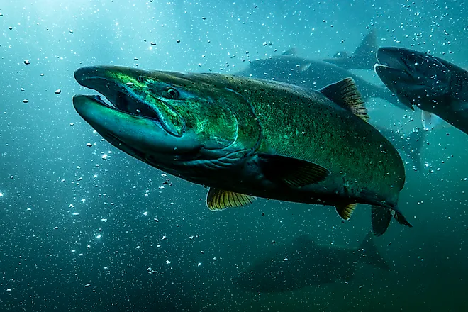Chinook salmon migrating