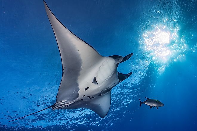 A giant manta ray (Mobula birostris)
