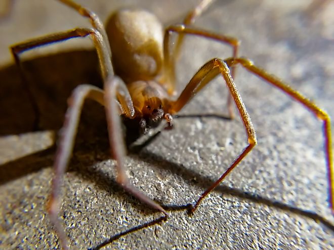 A brown recluse (Loxosceles reclusa)