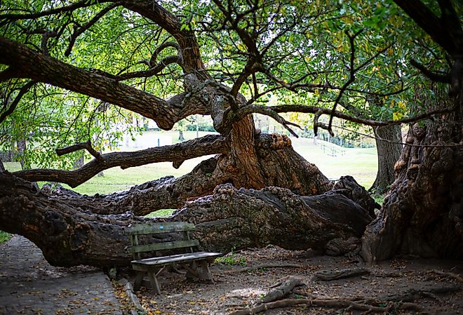 Osage orange tree at Old Fort Harrod State Park in Kentucky. Image credit Shutterstock / J.B. Clark