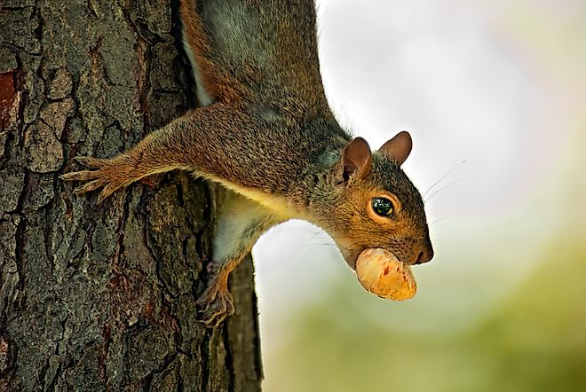 Eastern Gray Squirrel (Sciurus carolinensis) hanging upside down from a tree with hazelnut in its mouth. Montreal, Quebec, Canada, North America. Via Shutterstock / Captain Crizelini