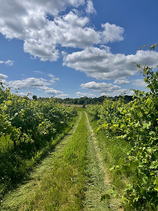 Taken at Parley Lake Winery in Waconia, Minnesota